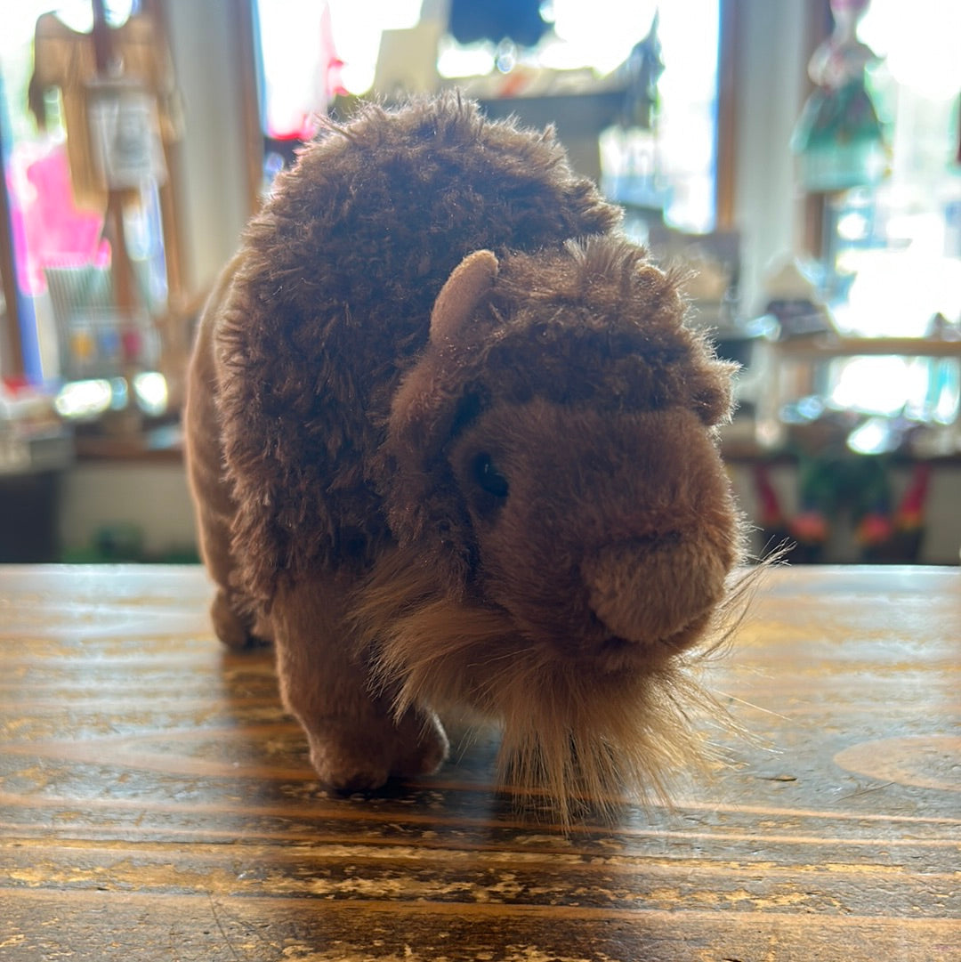 Douglas Bodi Buffalo