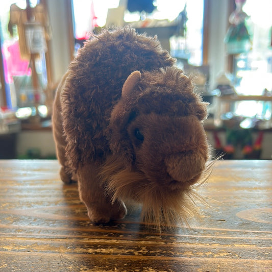 Douglas Bodi Buffalo