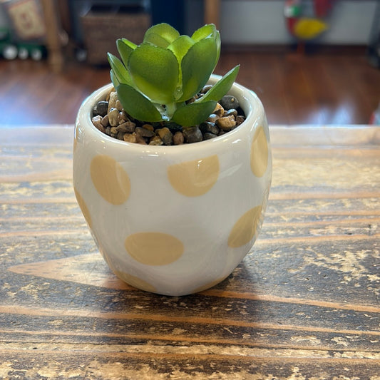 Small Succulent Pot Decor